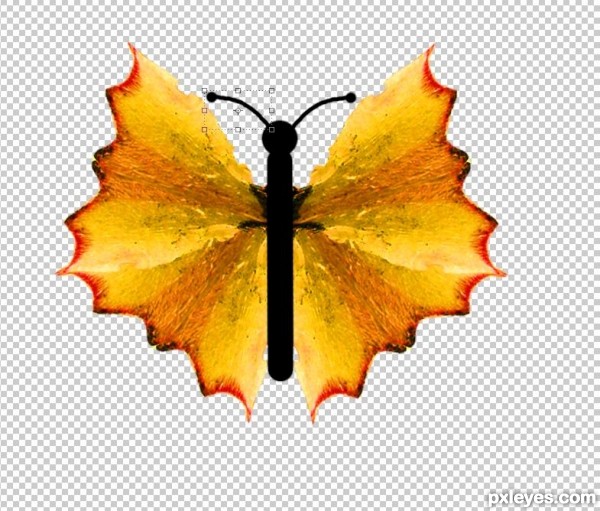 Creation of Butterfly: Step 8